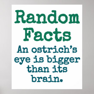 En struts Öga är större - Trivia-fakta Poster
