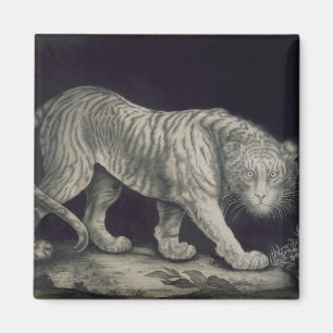 En stryka omkring tiger (rita på papper), magnet