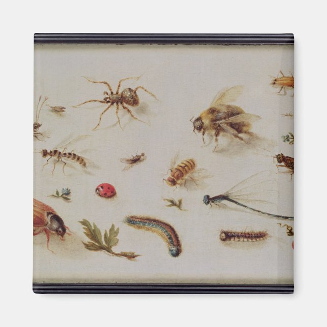 En studie av Insektra Magnet (Framsidan)