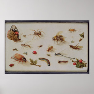 En studie av Insektra Poster