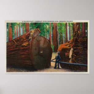 En stupad jätte, Humboldt delstatspark Poster