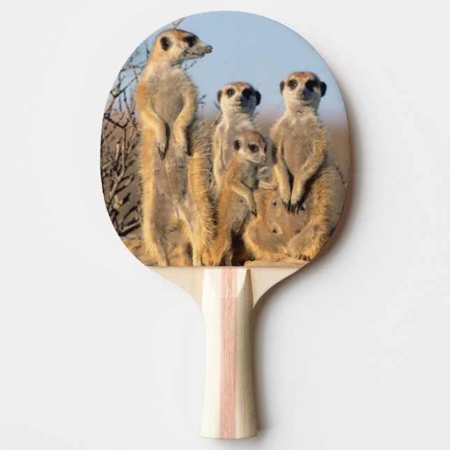 En surikatfamilj som solar sig vid sin lya pingisracket (Framsidan)