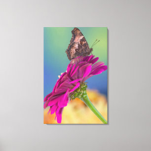 En svalstjärtfjäril Papilio Multicaudatus Canvastryck