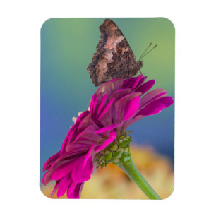 En svalstjärtfjäril Papilio Multicaudatus Magnet