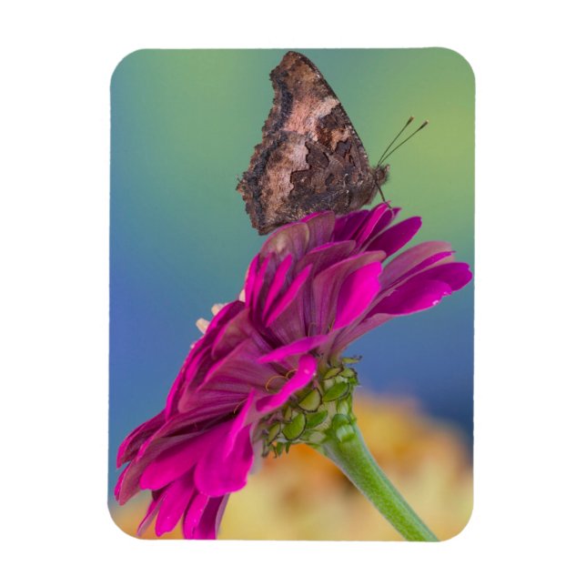 En svalstjärtfjäril | Papilio Multicaudatus Magnet (Vertikal)