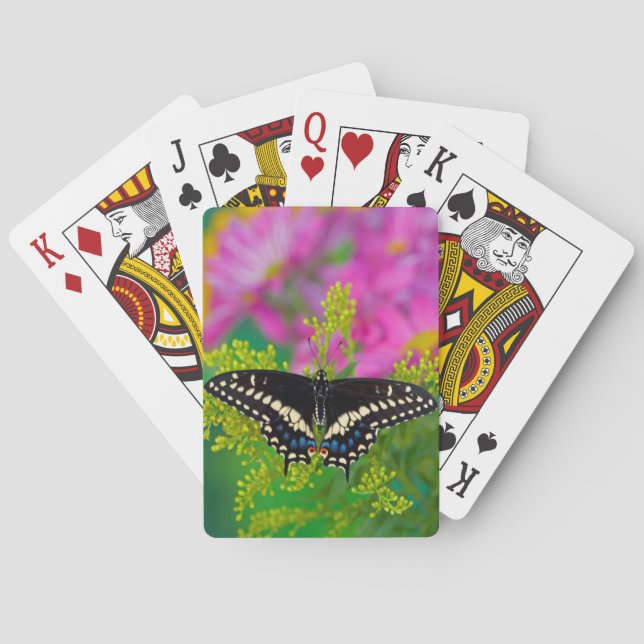 En svanssländas landning casinokort (Baksidan)