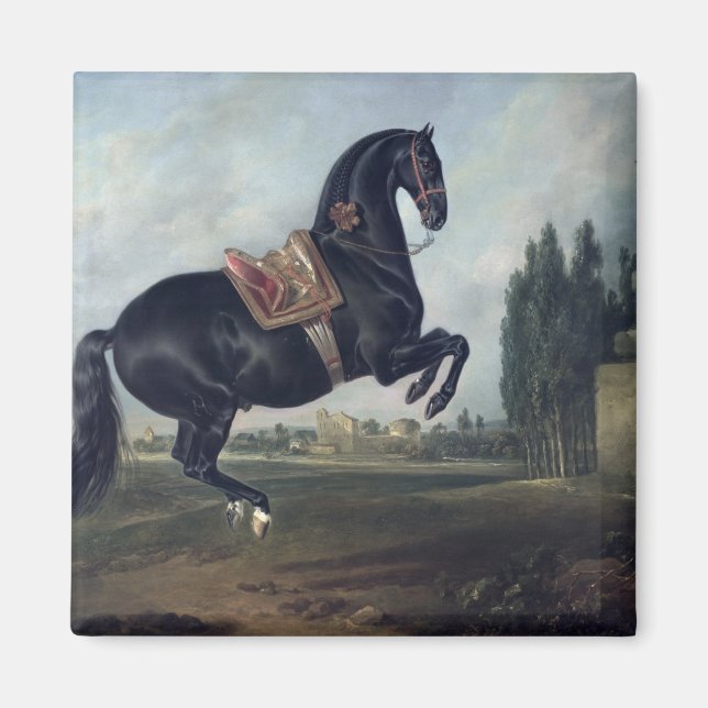 En svart häst som utför Courbette Magnet (Framsidan)