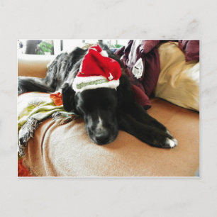 En svart hund på jul med hans Santa hatt Helg Vykort