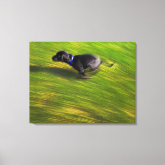 En svart hund som körs canvastryck