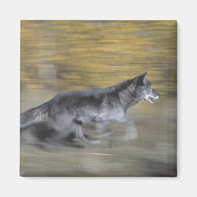 En svart varg på springa magnet (Framsidan)