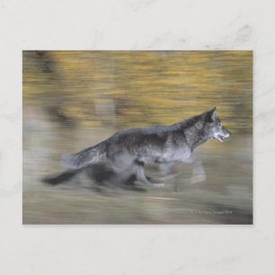 En svart varg på springa vykort