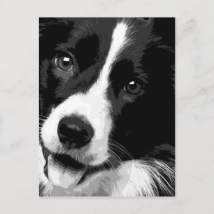 En svart-vit border collie vykort