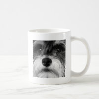 En svartvit miniatyrSchnauzer
