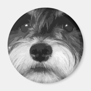 En svartvit miniatyrSchnauzer Magnet