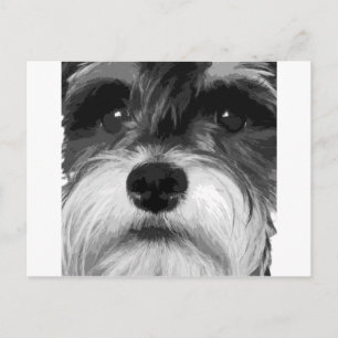 En svartvit minister Schnauzer Vykort
