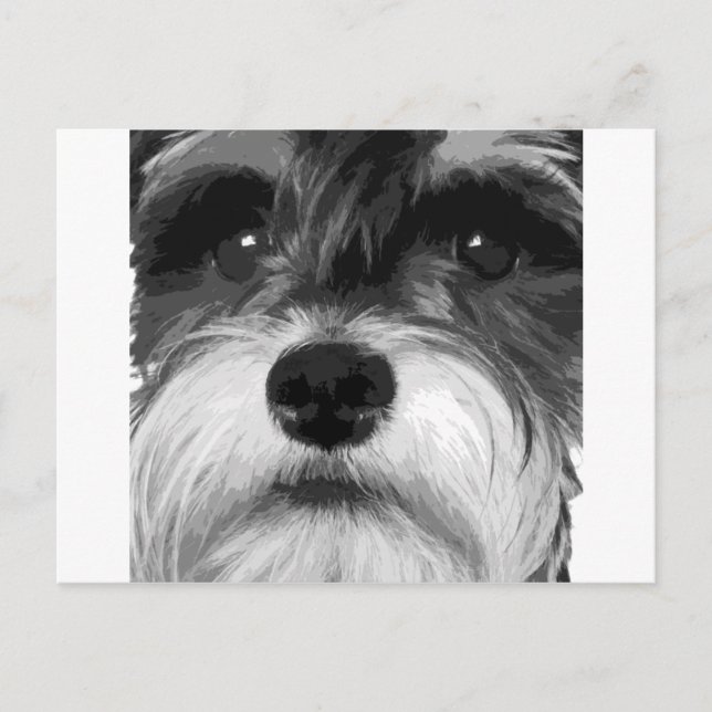 En svartvit minister Schnauzer Vykort (Framsida)