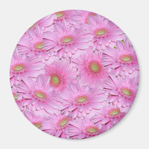 En symfoni av rosa gerbera blommor, magnet