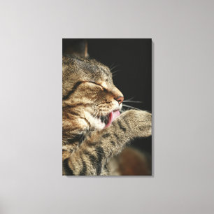 En tabby katt som slickar hans paw. canvastryck
