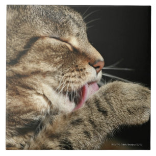 En tabby katt som slickar hans paw. kakelplatta