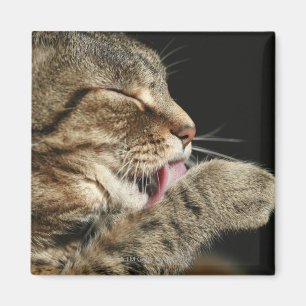 En tabby katt som slickar hans paw. magnet