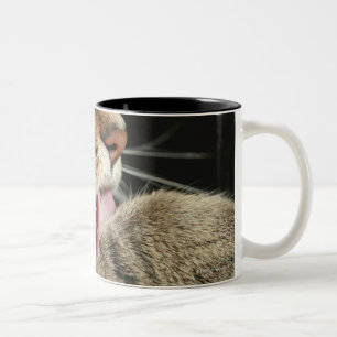 En tabby katt som slickar hans paw. Två-Tonad mugg