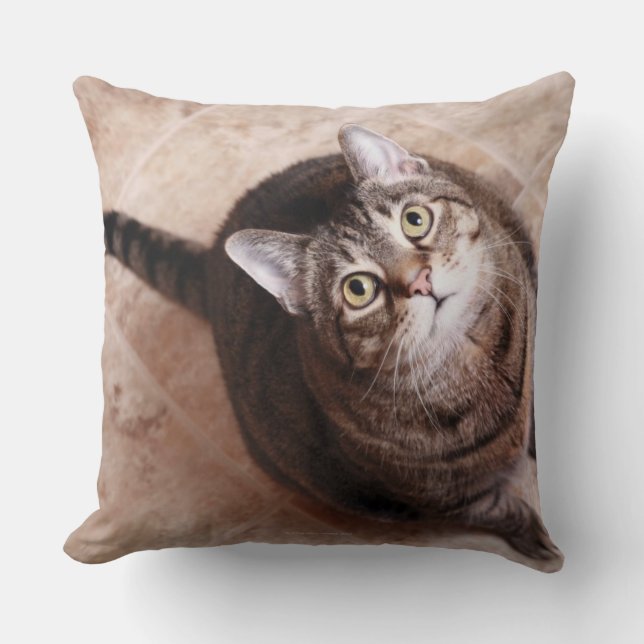 En tabby katt som tittar upp kudde (Framsida)