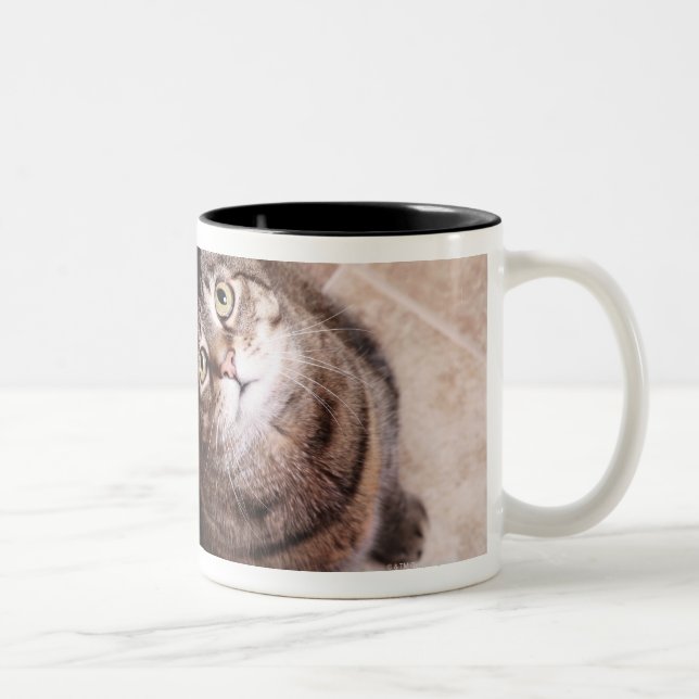 En tabby katt som tittar upp Två-Tonad mugg (Höger)