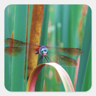En teal Eyed Dragonfly med kattlar Fyrkantigt Klistermärke