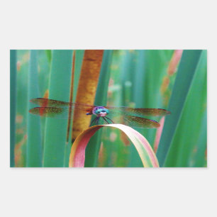 En teal Eyed Dragonfly med kattlar Rektangulärt Klistermärke