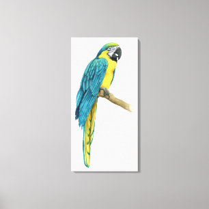 En Teal Macaw Canvastryck