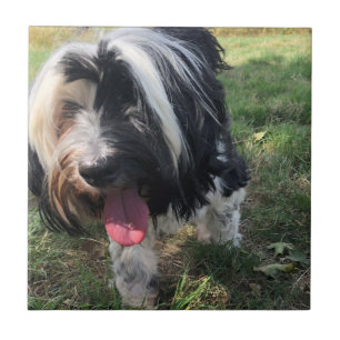 En tibetansk terrier-keramik kakelplatta
