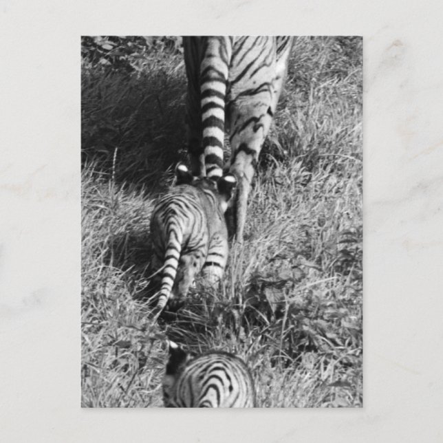 En tiger med henne två ungar på den Whipsnade Vykort (Framsida)