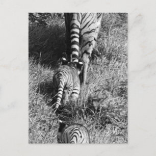 En tiger med henne två ungar på den Whipsnade Vykort