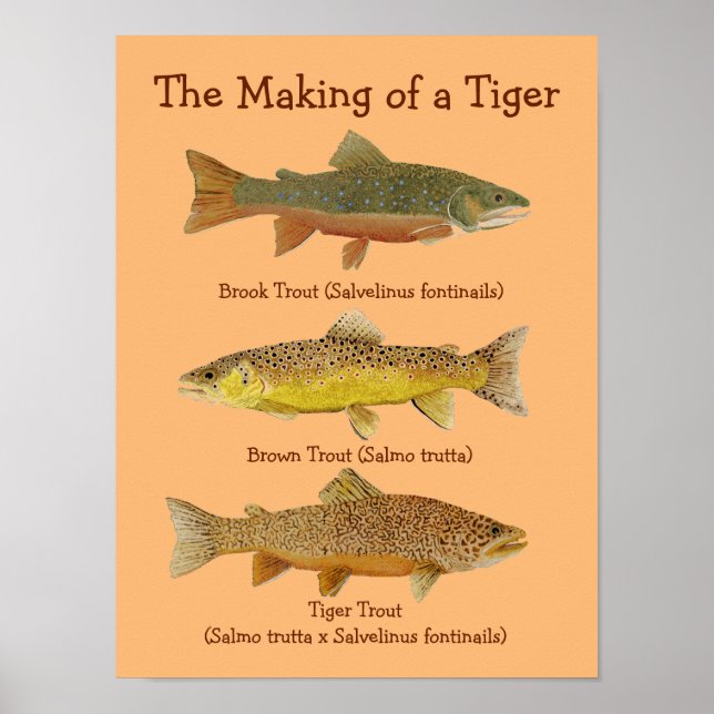 En tigers Skapar Poster (Framsidan)