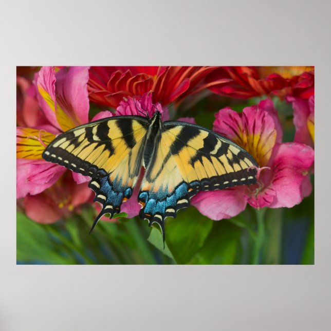 En Tigersvalestjärtsssommarfågel Poster (Framsidan)