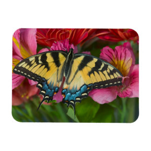 En Tigersvalstjärtfjäril Magnet