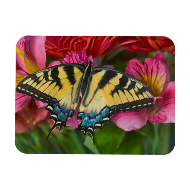 En Tigersvalstjärtfjäril Magnet (Horisontell)