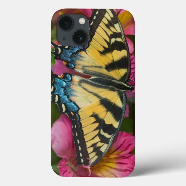 En tigerSwallowtail fjäril (Baksida)