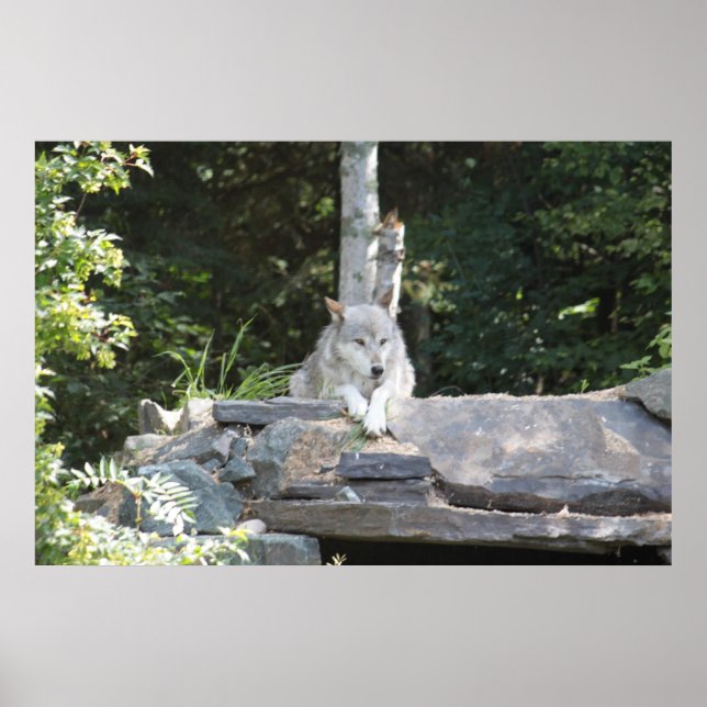 En timmerVarg i viloläge. Poster (Framsidan)