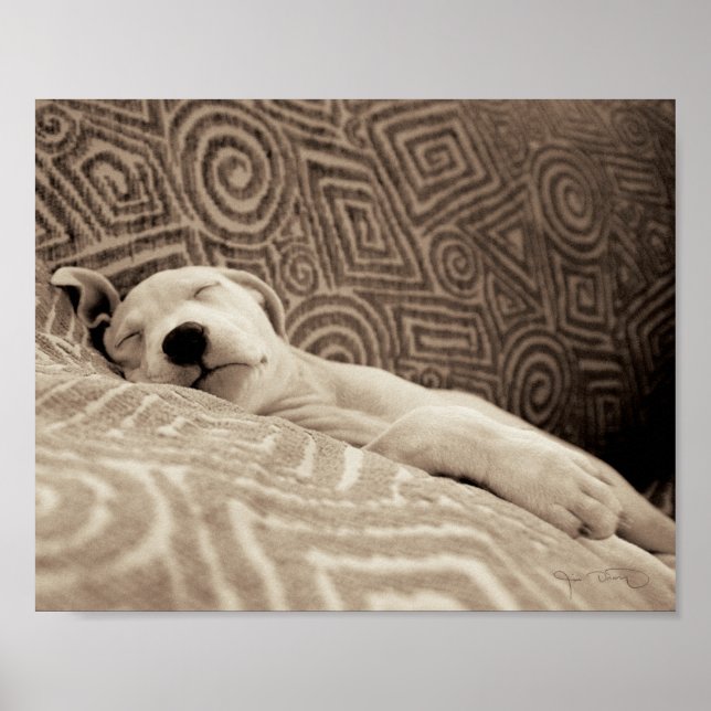 En tjock Hund Poster (Framsidan)