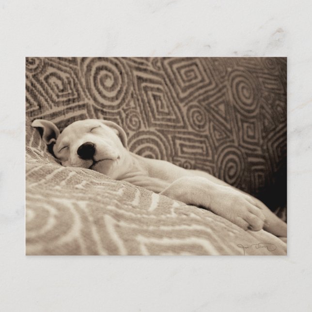 En tjock Hund Vykort (Framsida)