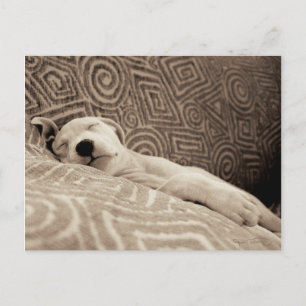 En tjock Hund Vykort
