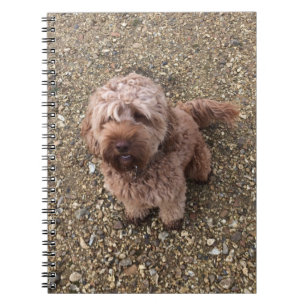 En Toppen Sweet Cavapoo bärbar dator Anteckningsbok