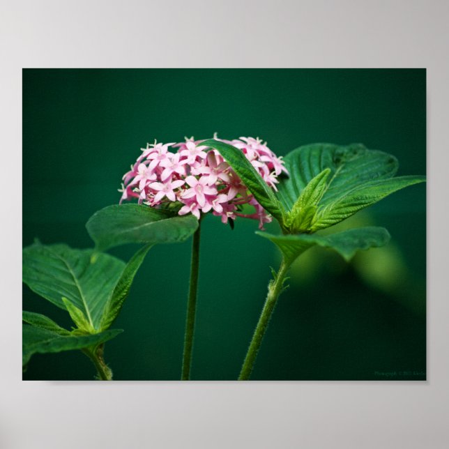 En touch av rosa i det gröna trycket poster (Framsidan)