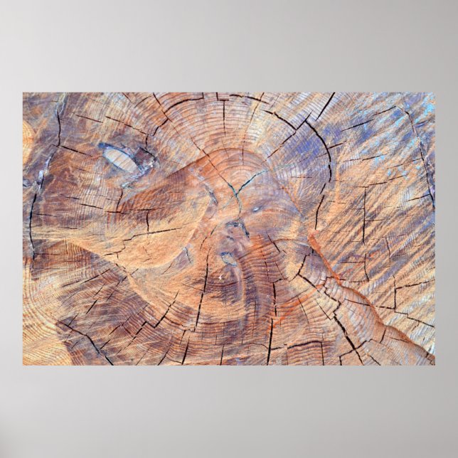 En träd i en klippning. Loggnummer i skogen. Struk Poster (Framsidan)