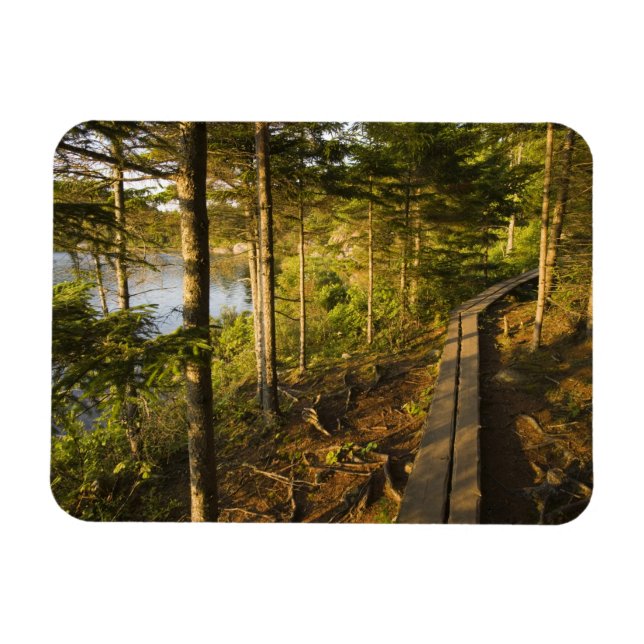En träpromenad i Acadia National Park Maine Magnet (Horisontell)