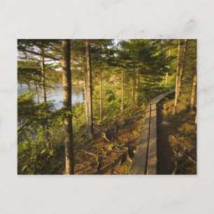 En träpromenad i Acadia National Park Maine Vykort