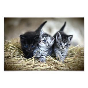 En trio Kittens Nesseled Together Fototryck