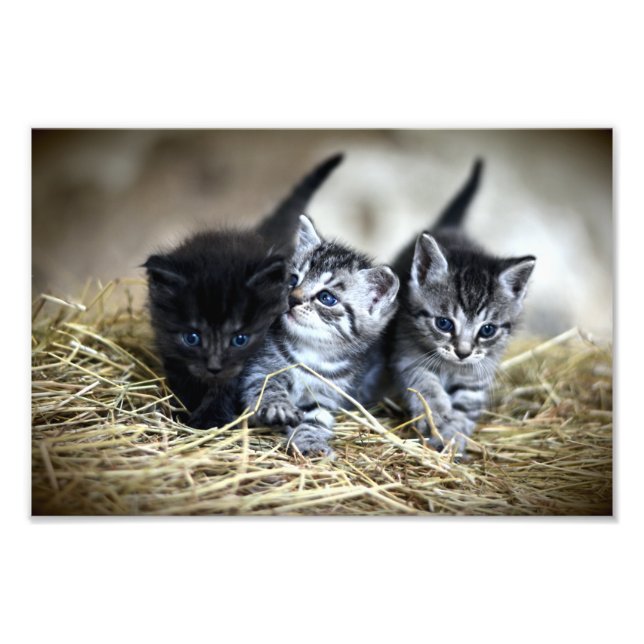 En trio Kittens Nesseled Together Fototryck (Framsidan)