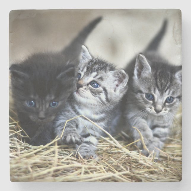 En trio Kittens Nesseled Together Stenunderlägg (Framsidan)